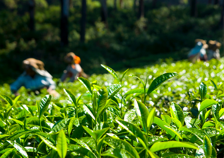 Tea Company and Organic Store