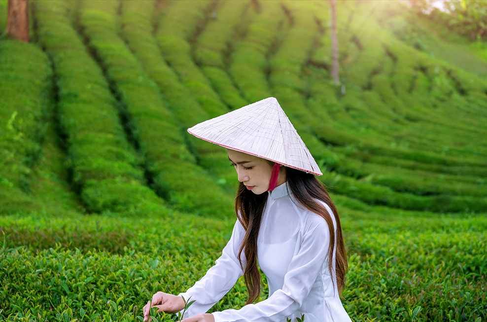 Ceylon tea